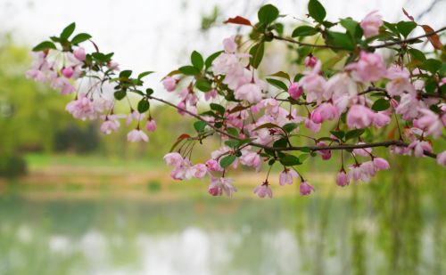 扬州有一个免费的公园，是4A景区，风景清幽，花开灿烂，游客很少