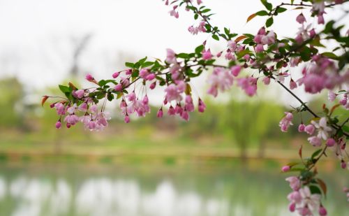 扬州有一个免费的公园，是4A景区，风景清幽，花开灿烂，游客很少