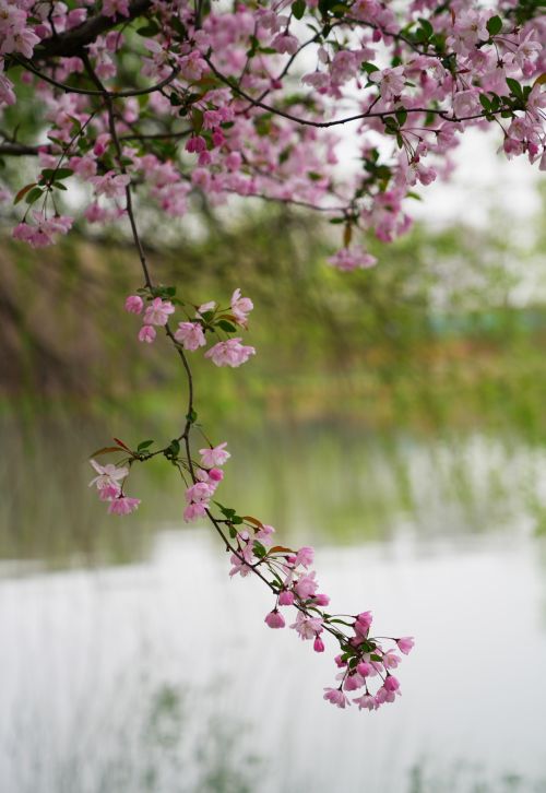 扬州有一个免费的公园，是4A景区，风景清幽，花开灿烂，游客很少