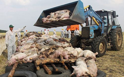 非洲猪瘟的潜伏期是多长时间？如何排毒？