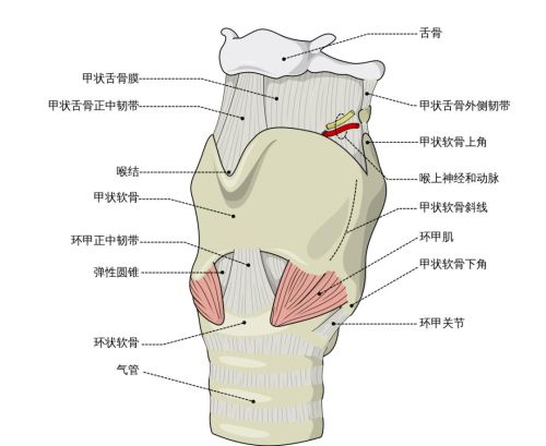 女生有喉结是一种怎样的体验？