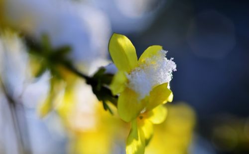 老话“三月最怕寒回头，四月最怕热死牛”：三月下大雪，有啥预兆