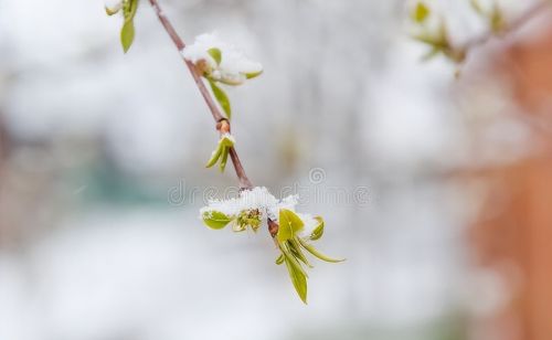 老话“三月最怕寒回头，四月最怕热死牛”：三月下大雪，有啥预兆