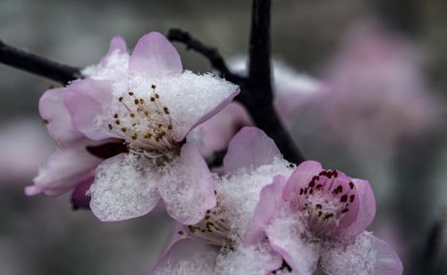 老话“三月最怕寒回头，四月最怕热死牛”：三月下大雪，有啥预兆