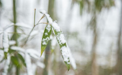 老话“三月最怕寒回头，四月最怕热死牛”：三月下大雪，有啥预兆