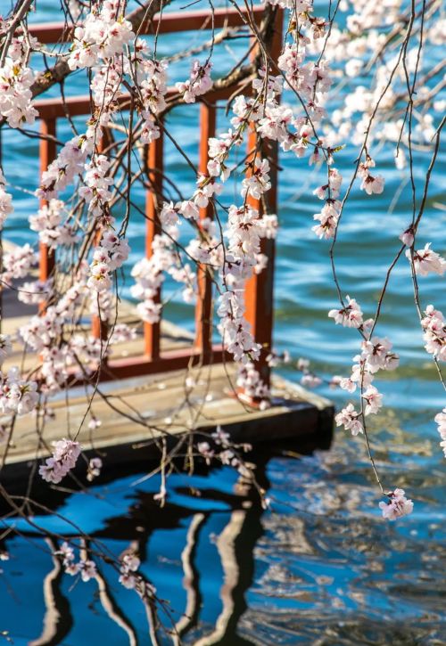 今日春分｜燕子归来，陌上花开，莫负人间好时光