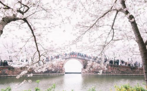 今日春分｜燕子归来，陌上花开，莫负人间好时光