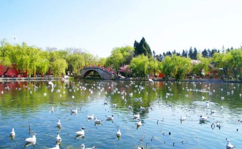 今日春分｜燕子归来，陌上花开，莫负人间好时光