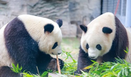 如果熊猫数目多了，泛滥了，那它还是国宝吗？