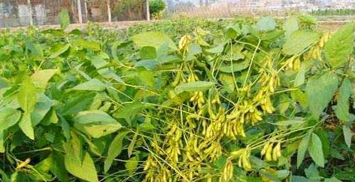 怎么种植黄豆才能高产优质？