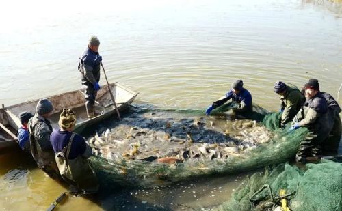 黄河鲤鱼泛滥成灾，沿岸坐满钓鱼人，为何在南方鲤鱼少有人吃？
