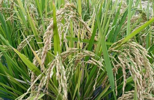 旱稻和水稻有什么区别？哪个产量更高？