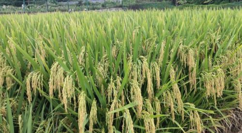 旱稻和水稻有什么区别？哪个产量更高？