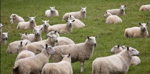 河北衡水想圈养羊一百只左右需要多少投资？什么品种的羊适合？