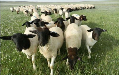 河北衡水想圈养羊一百只左右需要多少投资？什么品种的羊适合？