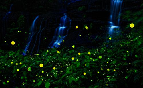 除了萤火虫，还有其它会发光的生物吗？