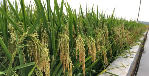 种一亩水稻从开种到收割大约需要多少成本？