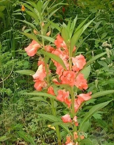 有哪些花期长、开花好看的花草？