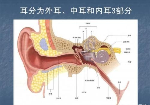 人的中耳有哪些作用？