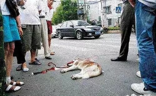 在小区内开车撞死了宠物怎么办？