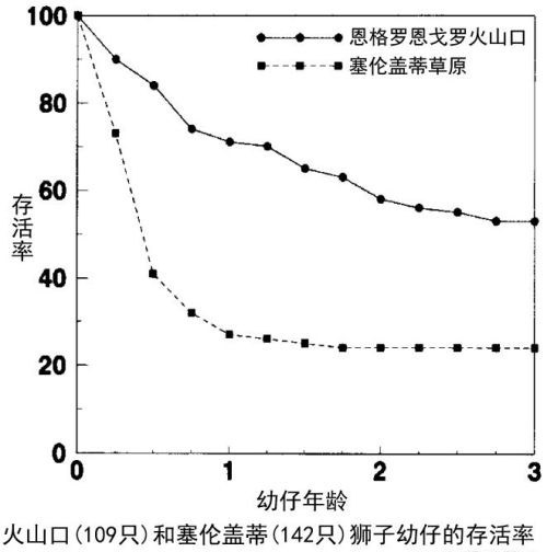 母狮一生中要经历多少次雄狮更替与丧子之痛？