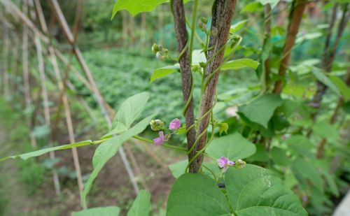 在农村种植四季豆，什么时候搭架最好？应该注意什么？