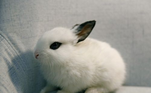 月宫里的嫦娥为什么会养只兔子做宠物？有什么特殊的原因？