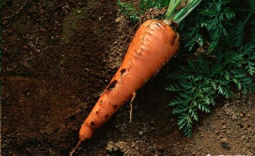 胡萝卜有哪些营养？怎么做最好吃？
