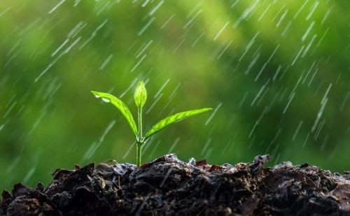 谷雨后吃什么菜好