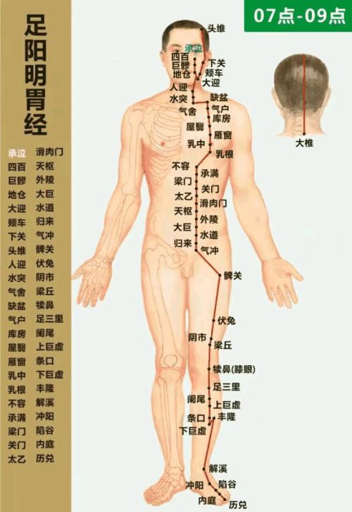 足阳明胃经的常用俞穴、分别在什么位置，有什么作用？