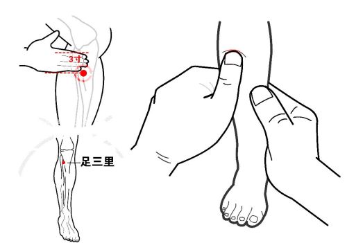 足阳明胃经的常用俞穴、分别在什么位置，有什么作用？