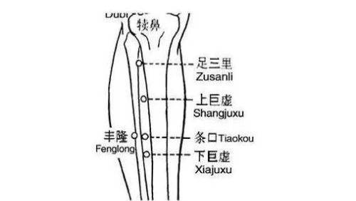 足阳明胃经的常用俞穴、分别在什么位置，有什么作用？