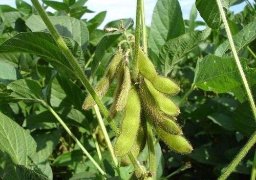 农民在种植大豆时，常出现豆荚不饱满或空荚现象，原因是什么？该怎么防治？