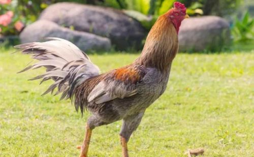 在农村，很多公鸡会被阉，被阉之后你知道有哪些好处吗？