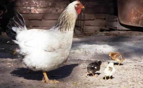 在农村，很多公鸡会被阉，被阉之后你知道有哪些好处吗？