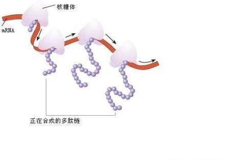 小分子肽到底是什么？