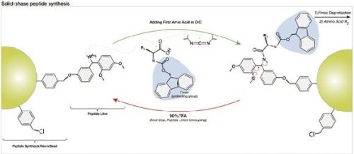 小分子肽到底是什么？