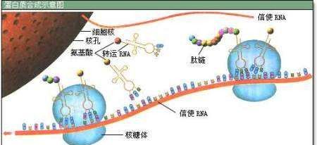 小分子肽到底是什么？