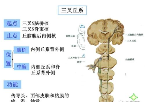 帕金森不得癌症