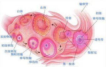 黄体是什么？