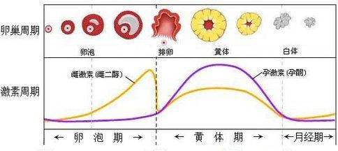 黄体是什么？