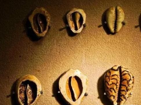 古代用贝壳做货币，为什么穷人不多捡贝壳，让自己一夜暴富？