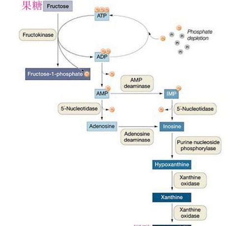 为什么现在很多人年纪轻轻就痛风了？