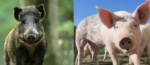 据说家猪放生会一年内野化成有獠牙的野猪，是真的吗？这是什么原理？