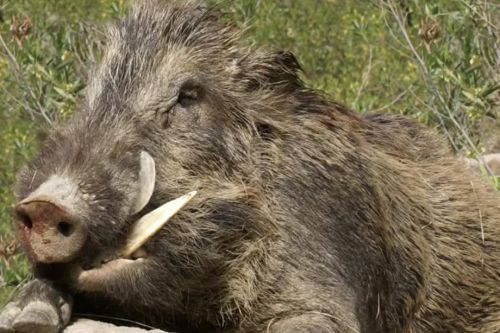 据说家猪放生会一年内野化成有獠牙的野猪，是真的吗？这是什么原理？