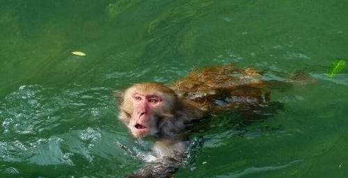 农村老人常说水里有“水猴子”，会拉人下水，水猴子到底是什么？