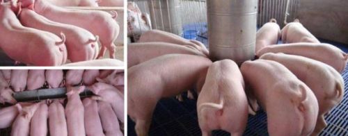 猪催肥最简单的方法，如何给猪催肥？