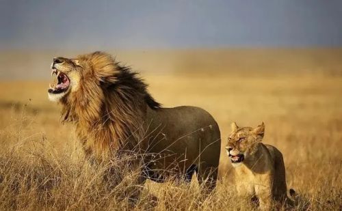 百兽之王到底是狮子还是老虎？