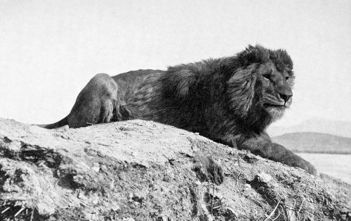 百兽之王到底是狮子还是老虎？