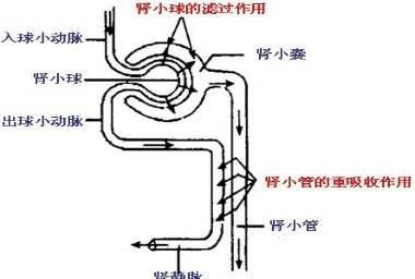 经常吃药怎样养肾？